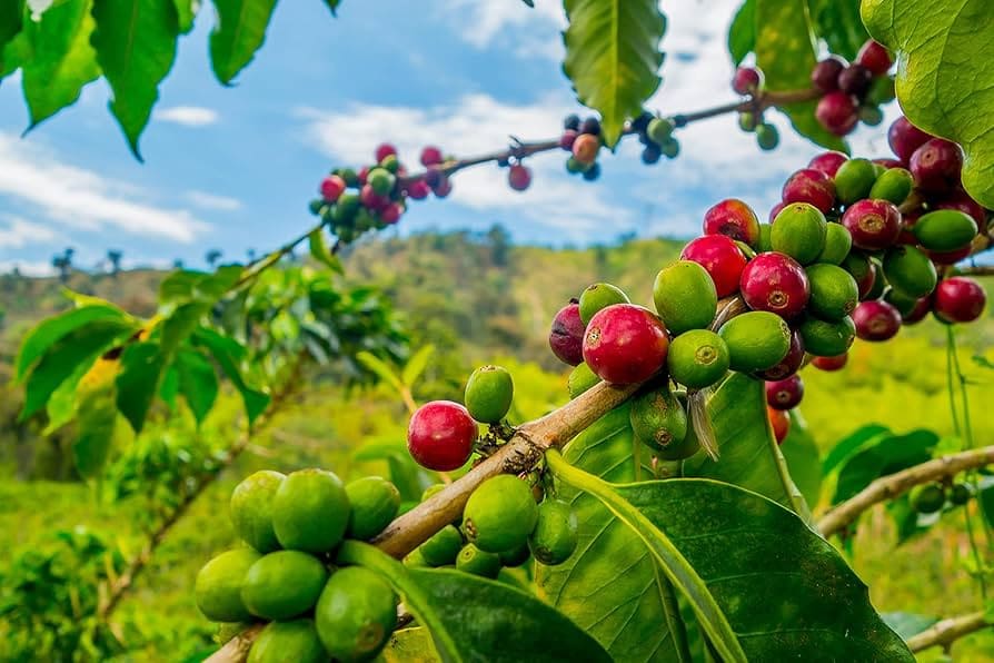 Cà phê Arabica tại Việt Nam