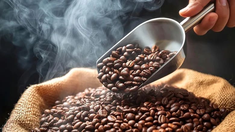Quy trình thu hoạch và chế biến cà phê Arabica
