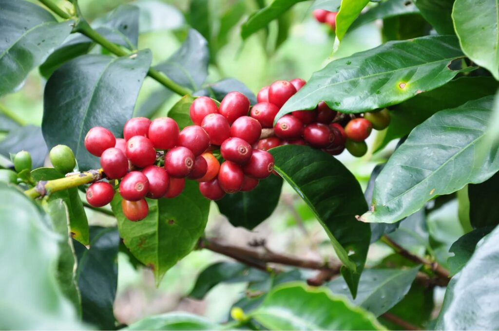 các loại cà phê ngon