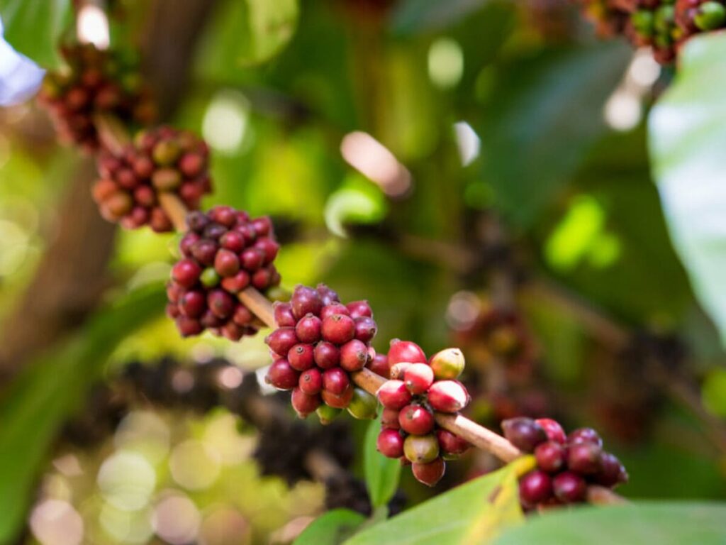 tên các loại cà phê