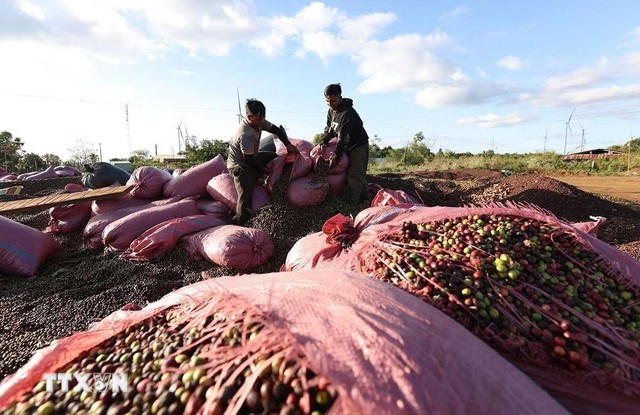 Mùa thu hoạch cà phê ở Daklak