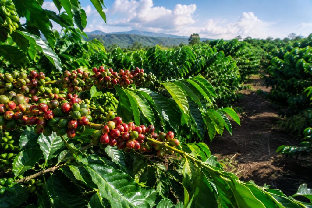Cà phê Robusta du nhập vào Việt Nam